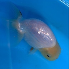 らんちゅうの画像