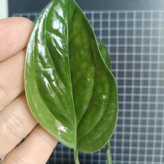 観葉植物　モンステラ・ジェイド・ウイングの画像