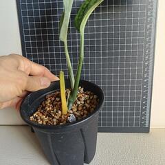 観葉植物　モンステラ・ジェイド・ウイングの画像