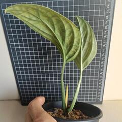観葉植物　モンステラ・ジェイド・ウイングの画像