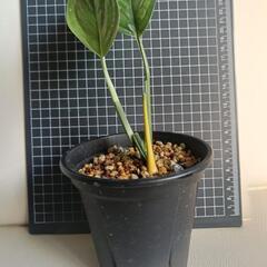 観葉植物　モンステラ・ジェイド・ウイングの画像