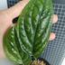 ランキングキーワードに紐づく投稿画像-観葉植物