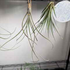 エアープランツ 4種セットの画像