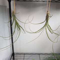 エアープランツ 4種セットの画像