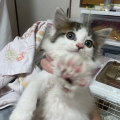 かわいいシロキジちゃんとキジシロちゃん
