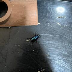パプアキンイロクワガタ　ペアの画像