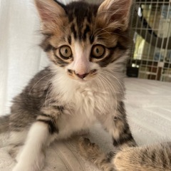 フワフワキジシロ・キジ