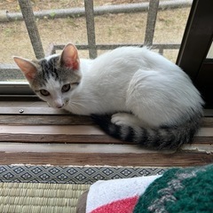 おめめクリクリの白キジくん⭐︎