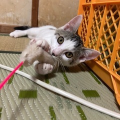 白キジくん⭐︎相談中 - 里親募集