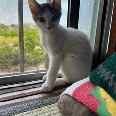 白キジくん⭐︎相談中 - 猫