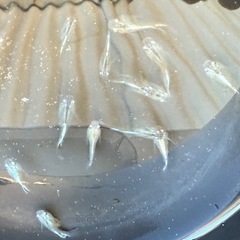 メダカ　サンシャイン　黒百式　ゴブリン　の画像