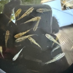 メダカ　サンシャイン　黒百式　ゴブリン　の画像
