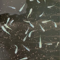 ③【🟢緑光メダカ】1.5cm-2.0cm幼魚5-10匹の画像