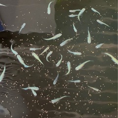 ③【🟢緑光メダカ】1.5cm-2.0cm幼魚5-10匹の画像