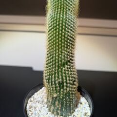 サボテン 2種セット 丸・縦長の画像