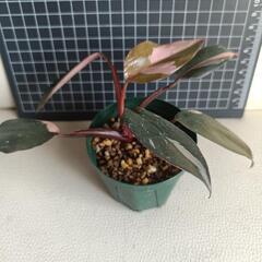観葉植物　フィロデンドロン・ピンクプリンセスの画像