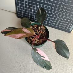 観葉植物　フィロデンドロン・ピンクプリンセスの画像