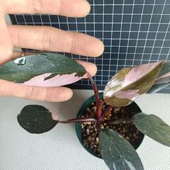 観葉植物　フィロデンドロン・ピンクプリンセスの画像