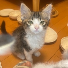 かわいいキジシロ・シロキジ