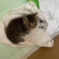 赤ちゃん保護しました