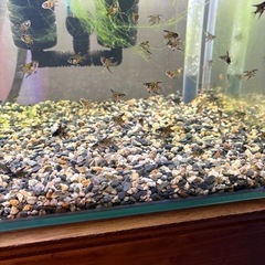熱帯魚　エンゼルフィシュ幼魚の画像