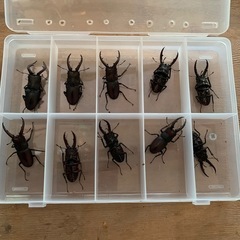 一時、受け付け中断。送料込み配送対応⭐︎ノコギリクワガタ　　　久留米近郊産♂37匹♀10匹 。計40匹〜変動ある為20%オフの画像