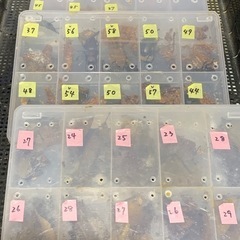 一時、受け付け中断。送料込み配送対応⭐︎ノコギリクワガタ　　　久留米近郊産♂37匹♀10匹 。計40匹〜変動ある為20%オフの画像