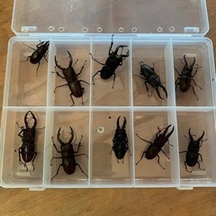 一時、受け付け中断。送料込み配送対応⭐︎ノコギリクワガタ　　　久留米近郊産♂37匹♀10匹 。計40匹〜変動ある為20%オフの画像