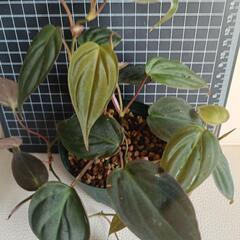 観葉植物 フィロデンドロン・ ミカンスの画像