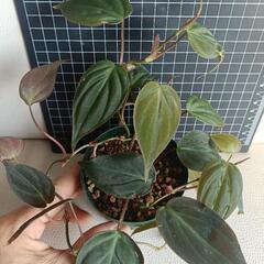 観葉植物 フィロデンドロン・ ミカンスの画像