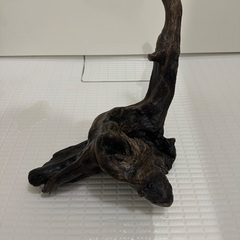 流木の画像