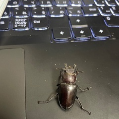 ワイルド　ミヤマ♀2匹セット｛群馬県産｝の画像