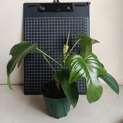 観葉植物  フィロデンドロン・フロリダの画像
