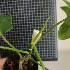 観葉植物  フィロデンドロン・フロリダの画像