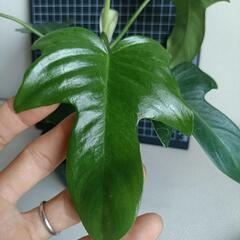 観葉植物  フィロデンドロン・フロリダの画像