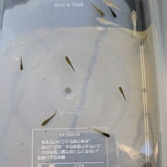 オロチメダカの選別漏れ「オロシ」ｗ　写真全部の画像