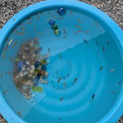 ⑭ラメめだか色々稚魚お楽しみ20匹+αセットの画像