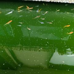 ⑭ラメめだか色々稚魚お楽しみ20匹+αセットの画像