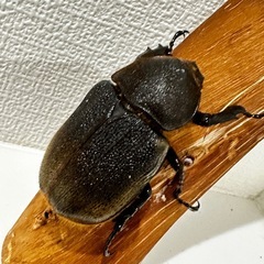 ヘラクレスオオカブト　成虫　雄雌ペア　後食済み⑤の画像