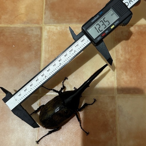 ヘラクレスオオカブト成虫雄雌ペア後食済み⑤ (ken1) 新高円寺の
