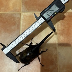 ヘラクレスオオカブト　成虫　雄雌ペア　後食済み⑤の画像