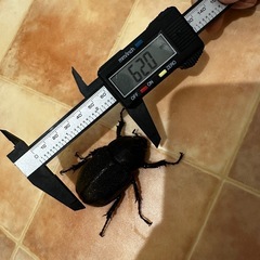 ヘラクレスオオカブト　成虫　雄雌ペア　後食済み⑤の画像