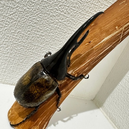 ヘラクレスオオカブト成虫雄雌ペア後食済み⑤ (ken1) 新高円寺の