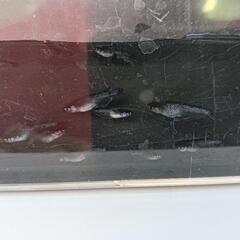 お渡し待ち★めだか〜ブラックダイヤ　稚魚〜幼魚13匹の画像