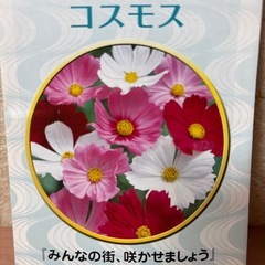 コスモスの種の画像