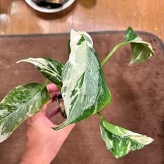 観葉植物　モンステラ　レクレリアナ バリエガータの画像