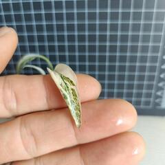  観葉植物  の画像