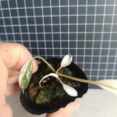  観葉植物  の画像