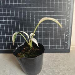  観葉植物  の画像