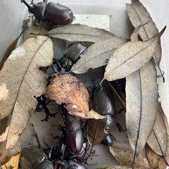 無料　天然物　クワガタ虫　カブトムシの画像